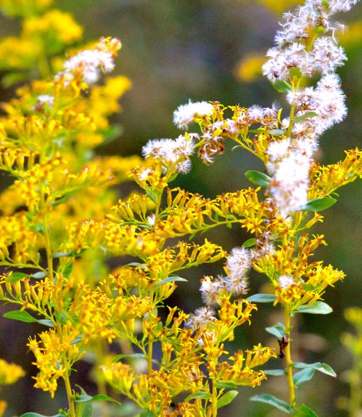 Goldenrod